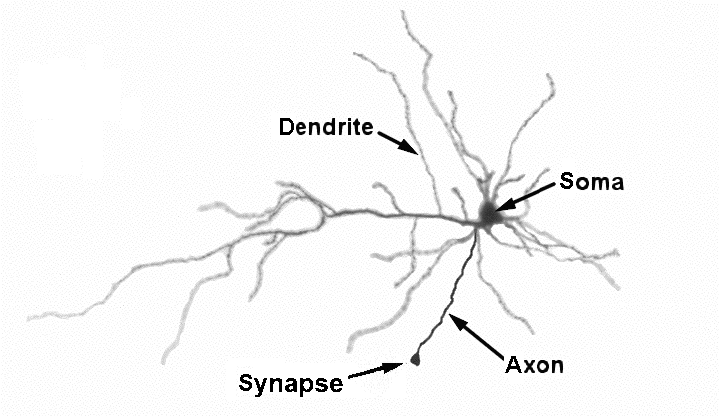 Vereinfachte Darstellung einer Nervenzelle